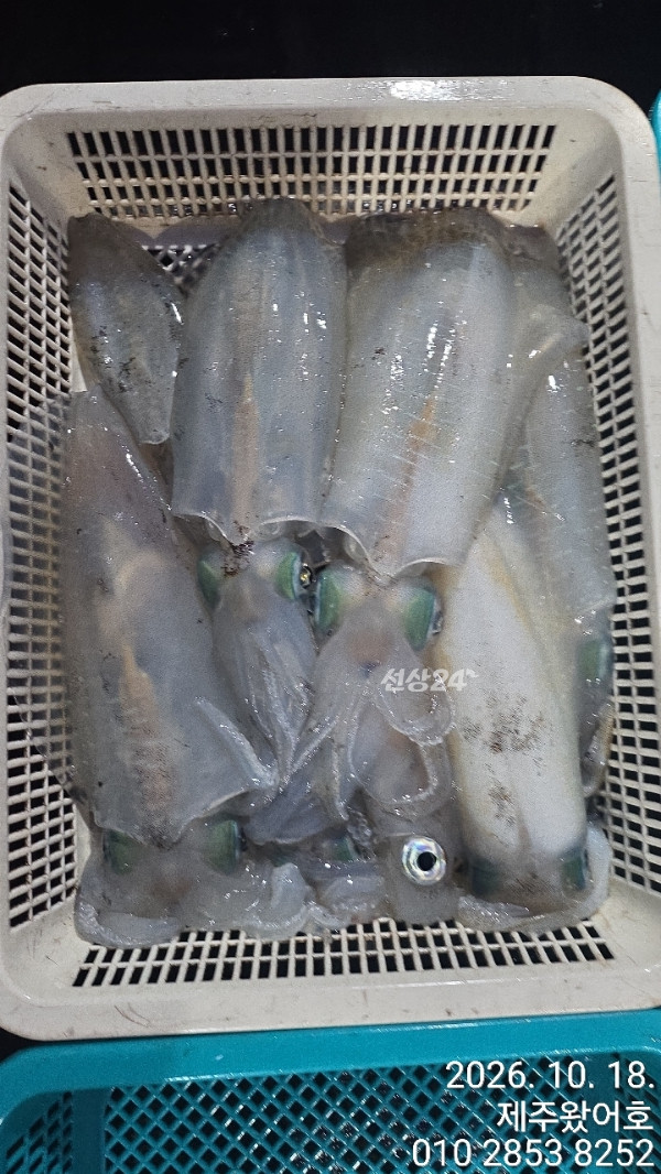 제주왔어호_사진_20261018_17.jpg