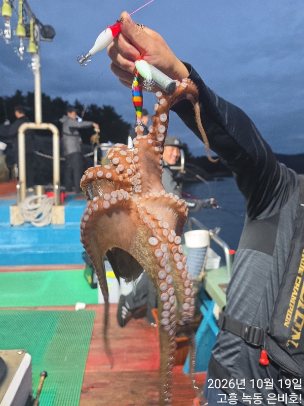 고흥 녹동 은비호!(두족류,돌돔,외수질)_사진_20261020_6.jpg