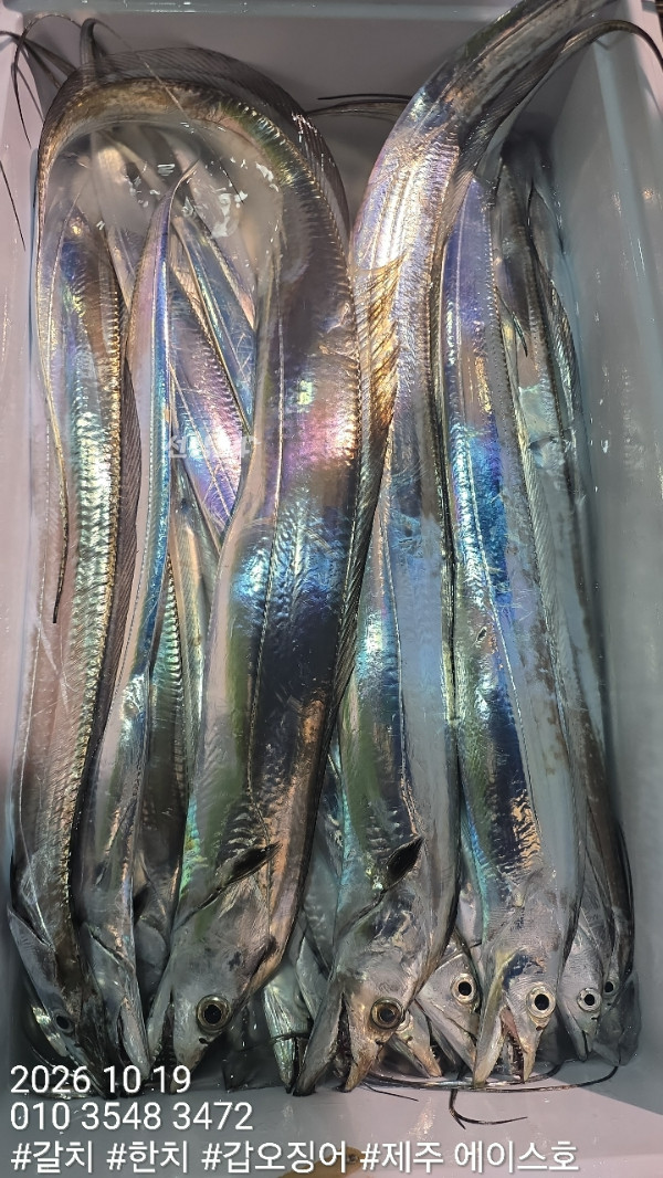 KakaoTalk_20261019_132436958_05.jpg