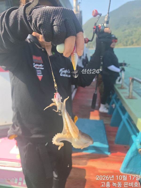 고흥 녹동 은비호!(두족류,돌돔,외수질)_사진_20261018_7.jpg