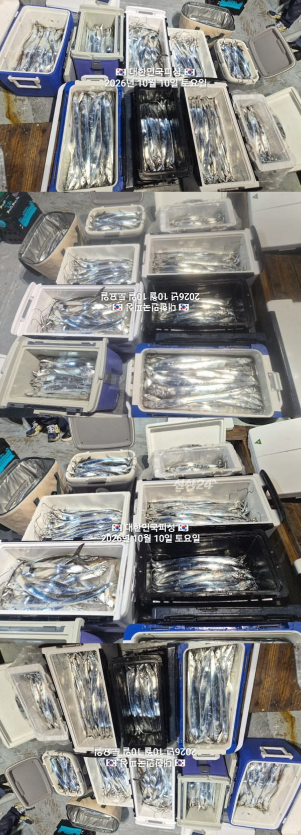 갈치3.jpg