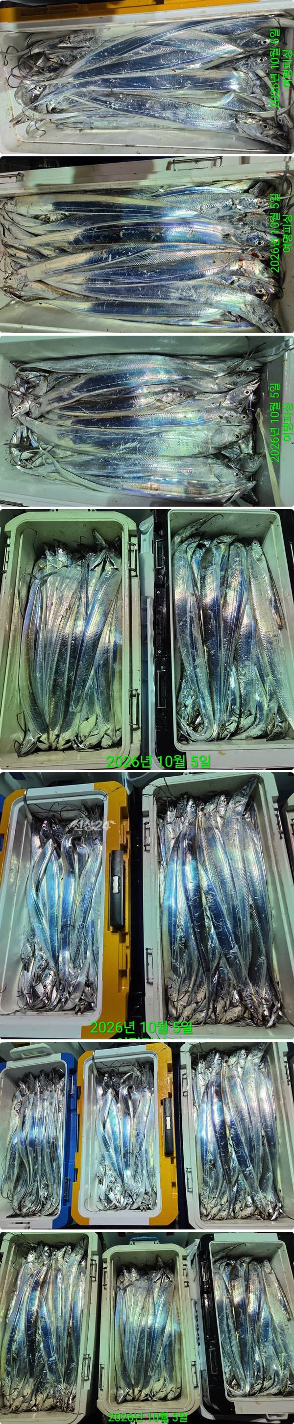 5일갈치하2.jpg