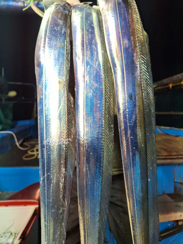 1000057059.jpg