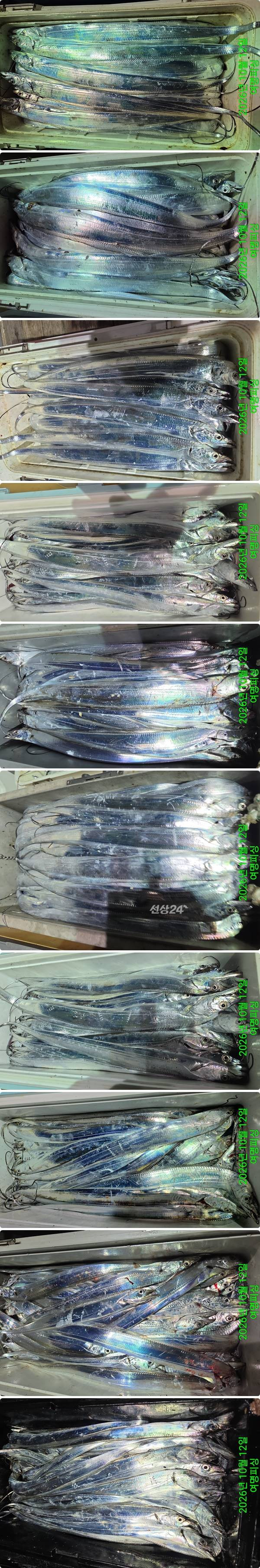 12일갈치하.jpg