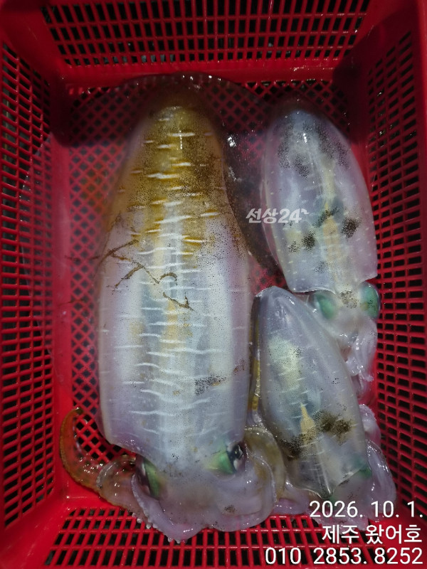 제주왔어호_사진_20261001_7.jpg