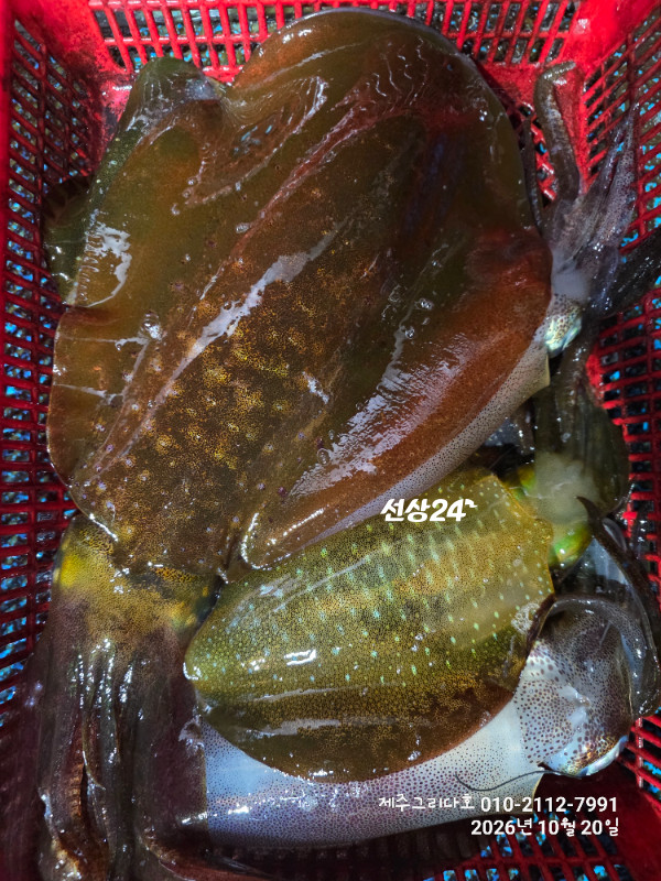 15477.jpg