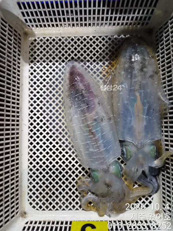 제주왔어호_사진_20261005_16.jpg