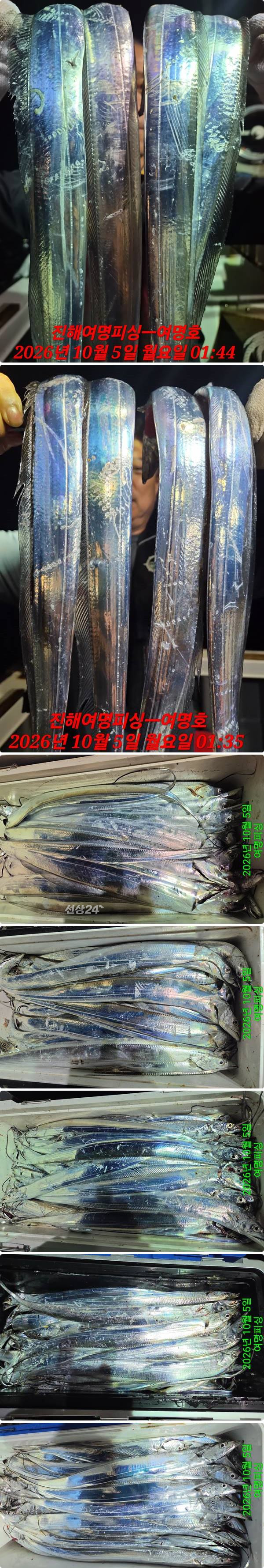 5일갈치하1.jpg