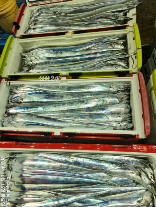[크기변환]10월15일갈치 (14).jpg