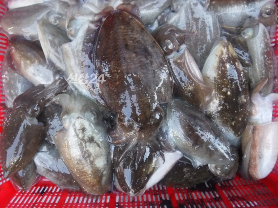 일괄편집_70.jpg