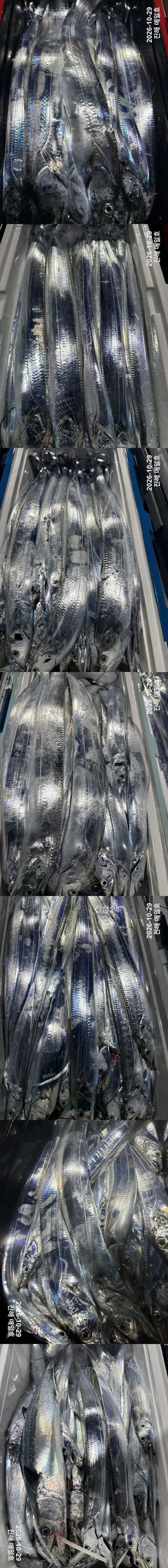 갈치2.jpg