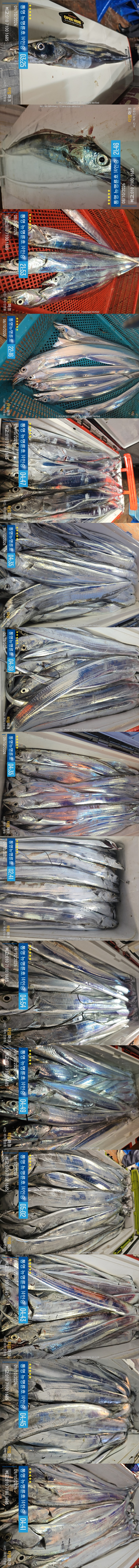 10-9갈치2.jpg