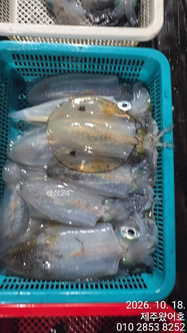제주왔어호_사진_20261018_16.jpg