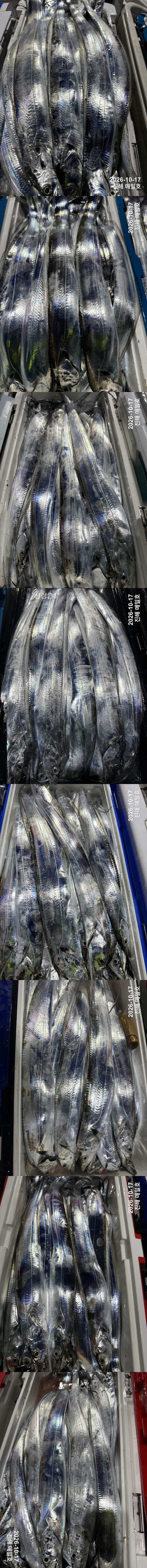 갈치2.jpg