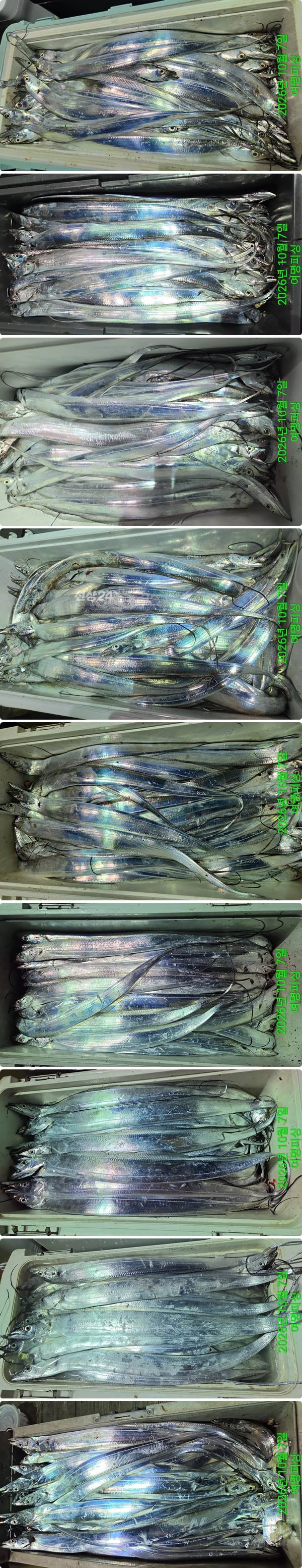 7일갈치하1.jpg