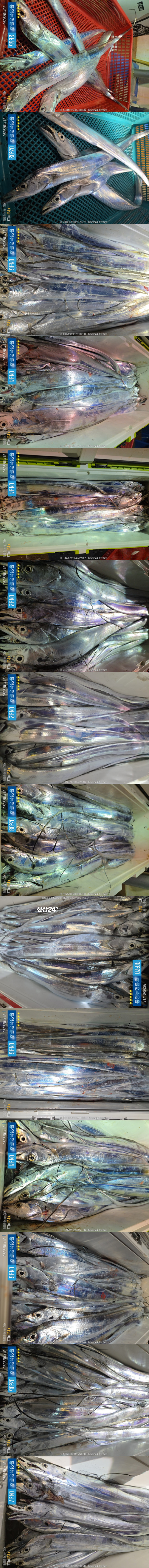 10-31갈치2.jpg