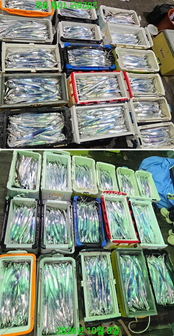 8일갈치하3.jpg