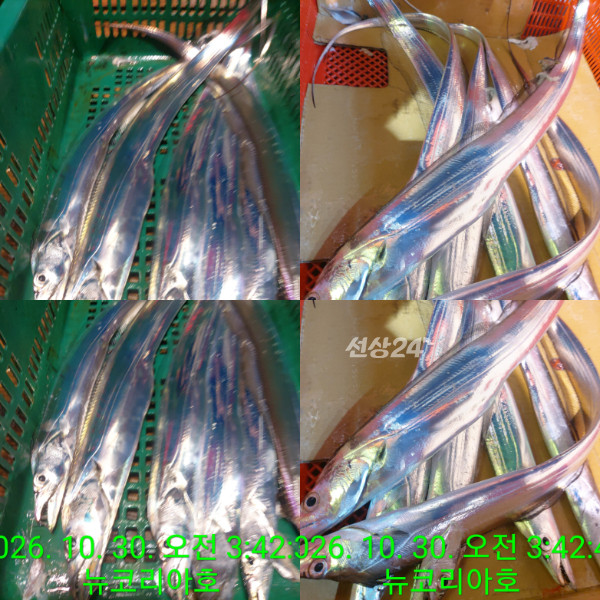 1000104350.jpg