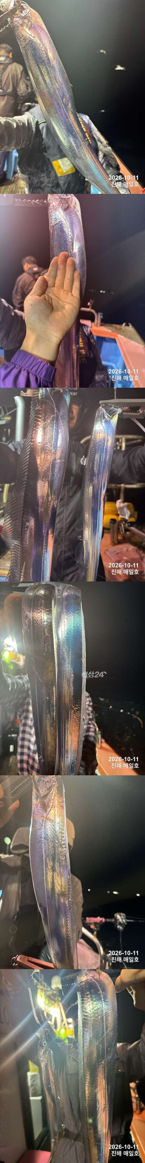 갈치1.jpg