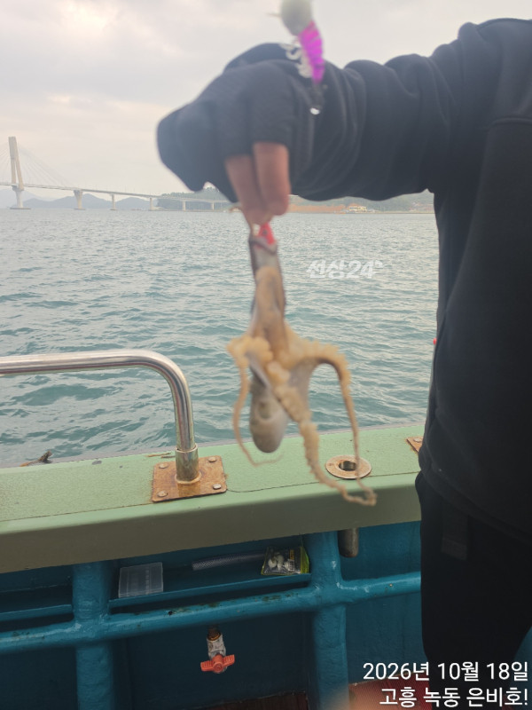 고흥 녹동 은비호!(두족류,돌돔,외수질)_사진_20261019_7.jpg