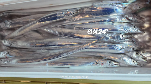 1004피싱_사진_20261031_7.jpg