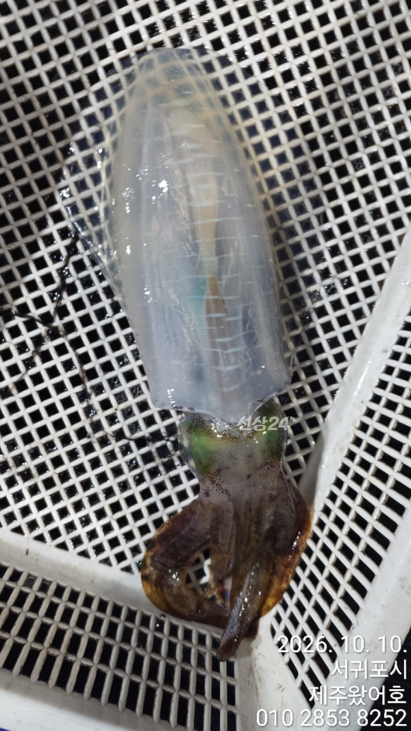 제주왔어호_사진_20261010_8.jpg