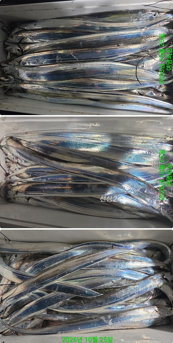 25일갈치하.jpg