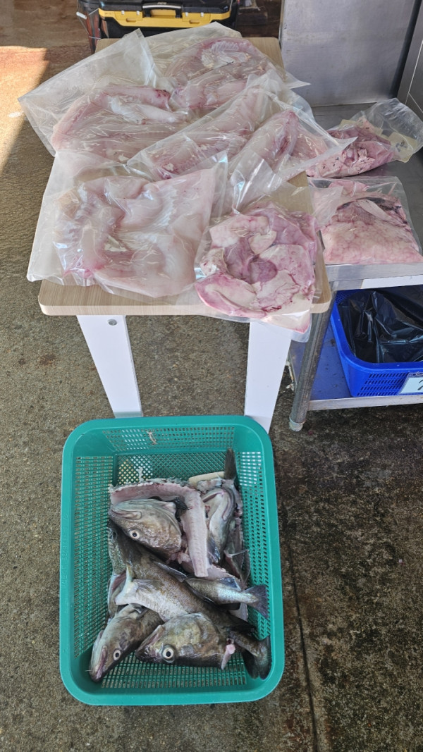 공현진낚시마트(돌핀호)_사진_20261009_11.jpeg