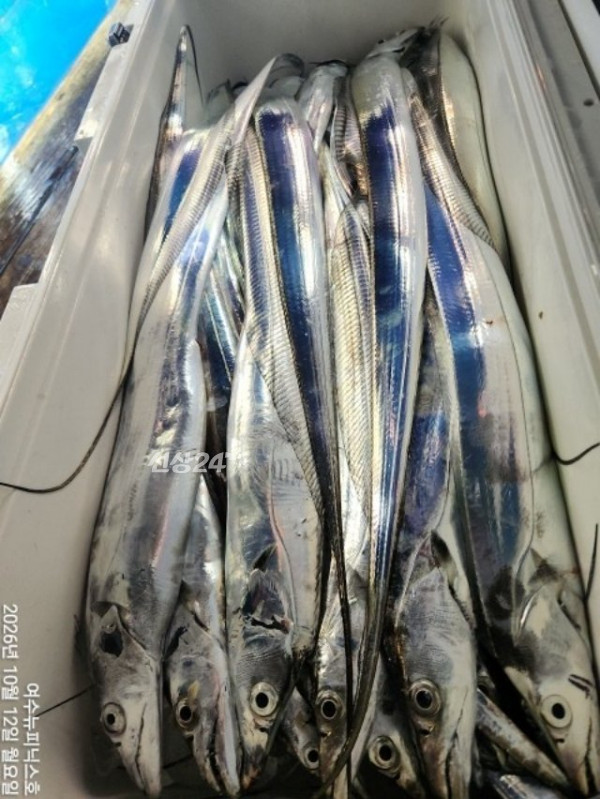 왕갈치12일 (1).jpg