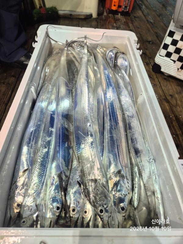 신아라호 한치 칼치 오징어_사진_20261010_12.jpg