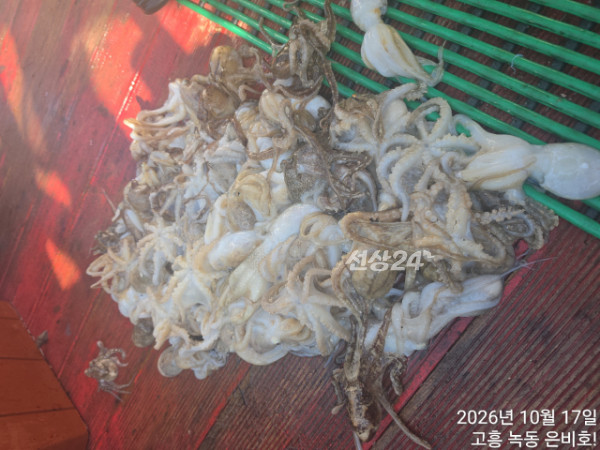 고흥 녹동 은비호!(두족류,돌돔,외수질)_사진_20261018_15.jpg