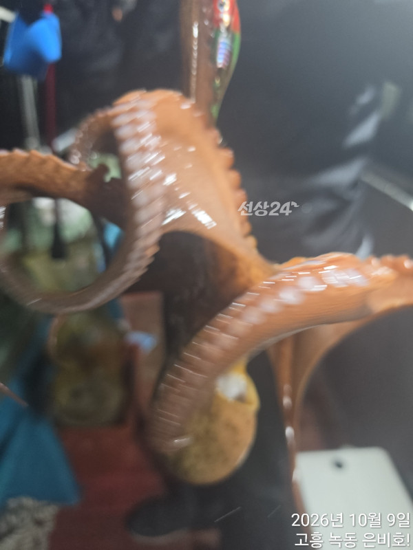 쎄븐피싱클럽(선상 버스출조전문)_사진_20261012_2.jpg