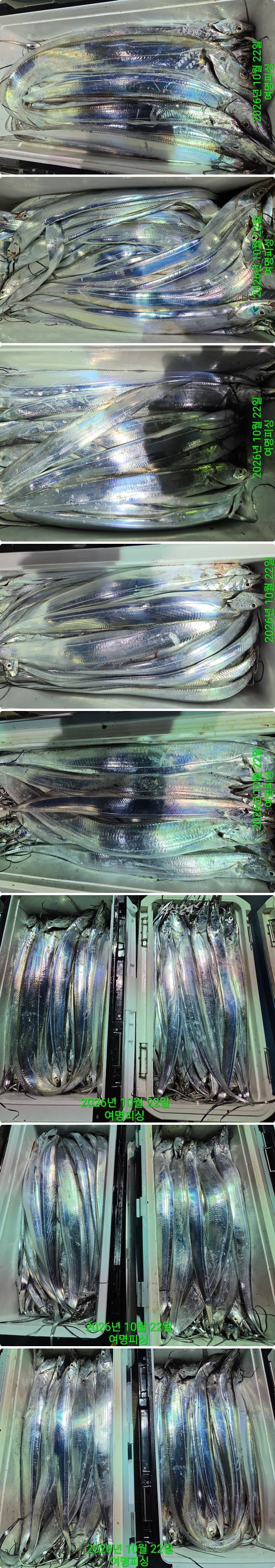 22일갈치중.jpg