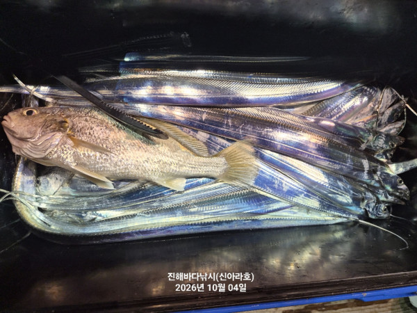 신아라호 한치 칼치 오징어_사진_20261004_18.jpg