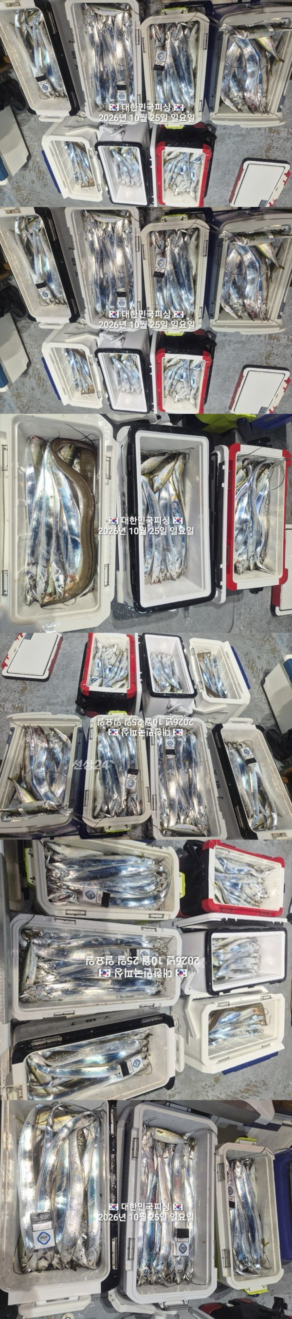 갈치2.jpg