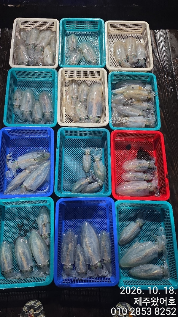 제주왔어호_사진_20261018_15.jpg