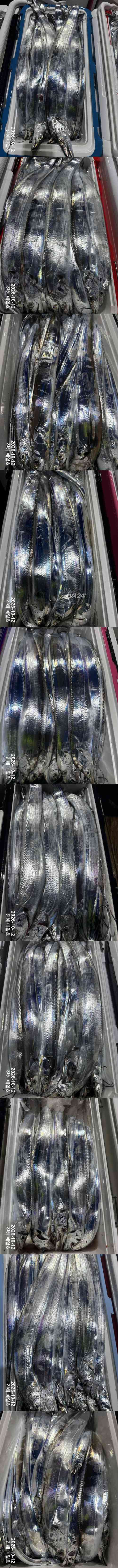 갈치2.jpg