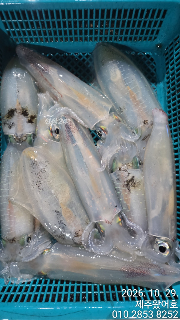 제주왔어호_사진_20261029_9.jpg