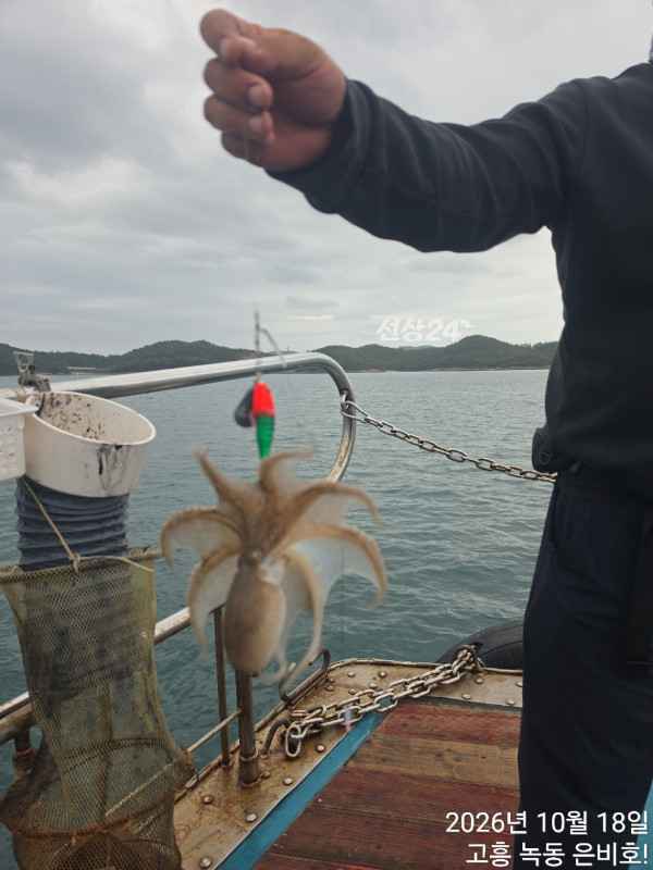 고흥 녹동 은비호!(두족류,돌돔,외수질)_사진_20261019_13.jpg