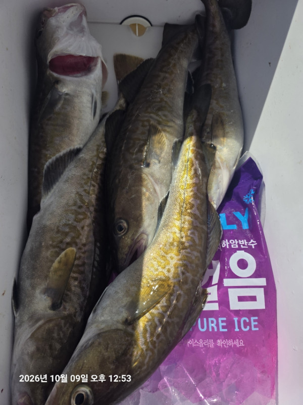 공현진낚시마트(돌핀호)_사진_20261009_7.jpg