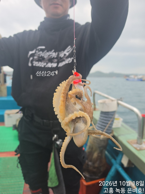 고흥 녹동 은비호!(두족류,돌돔,외수질)_사진_20261019_11.jpg