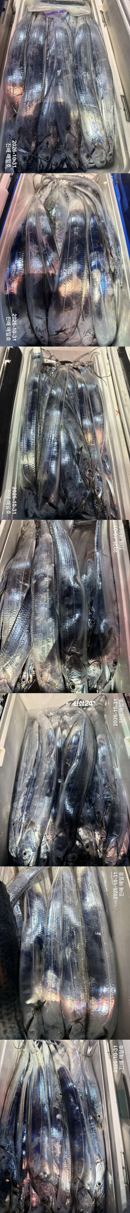 갈치2.jpg