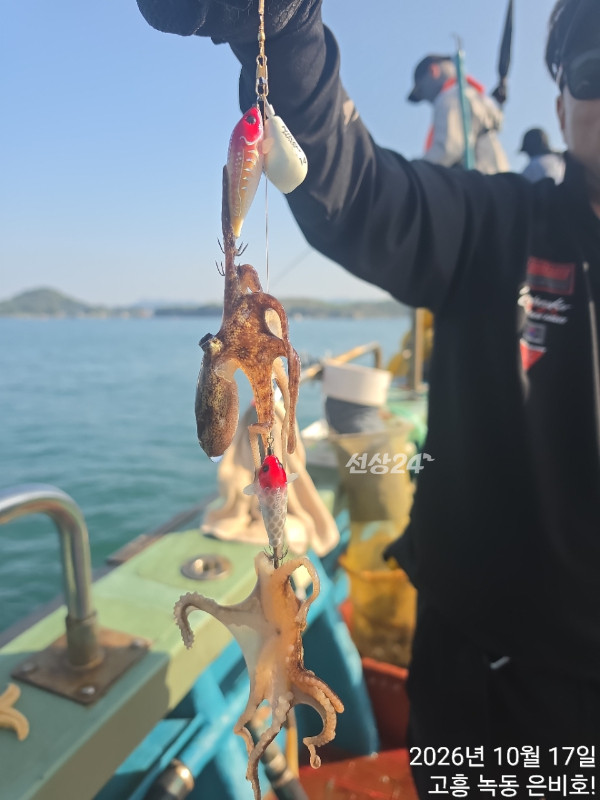 고흥 녹동 은비호!(두족류,돌돔,외수질)_사진_20261018_10.jpg