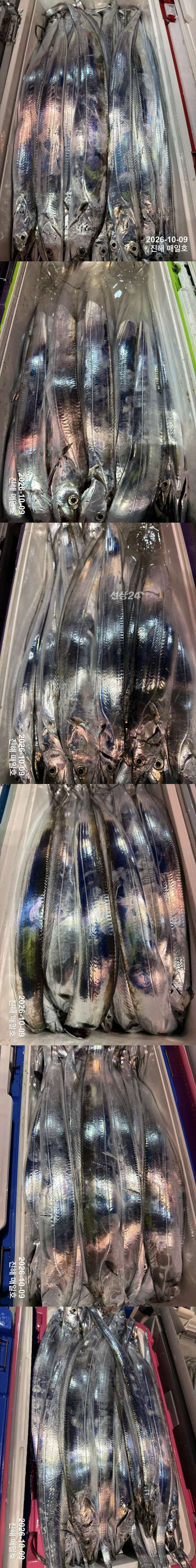 갈치3.jpg