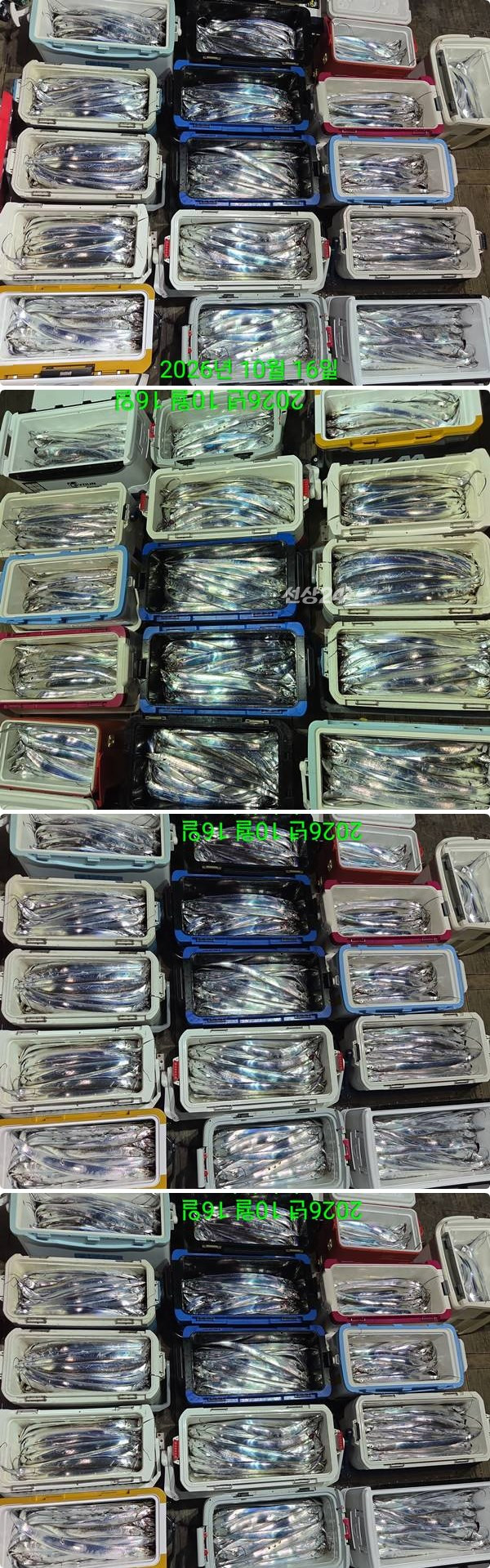 16일갈치하2.jpg