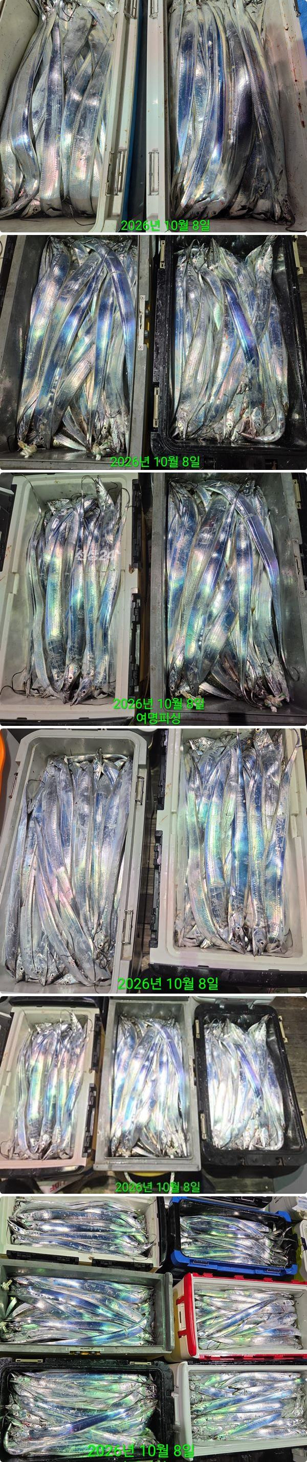 8일갈치하1.jpg