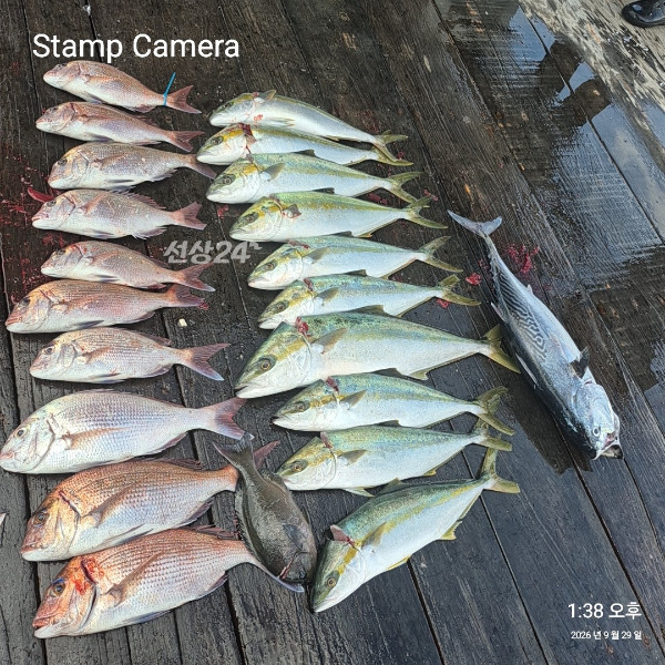 StampCamera20260929133848.jpg