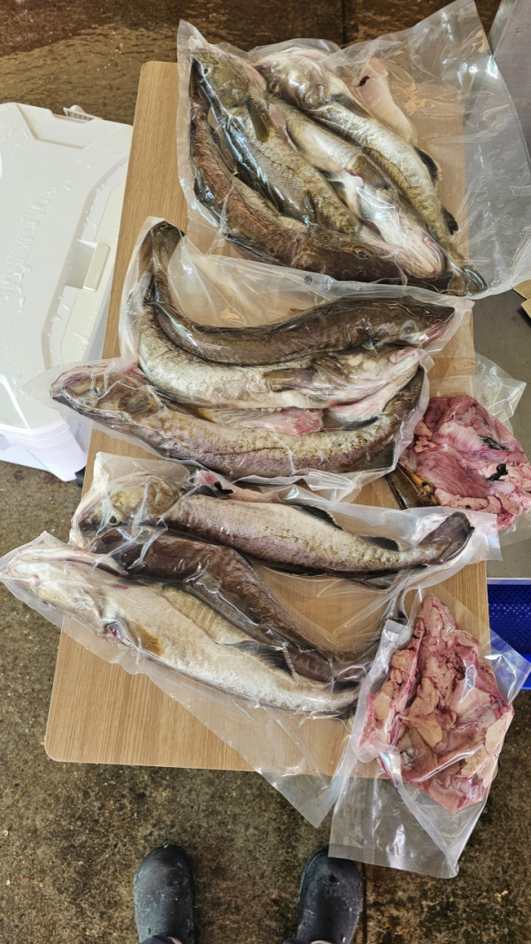 공현진낚시마트(돌핀호)_사진_20261009_15.jpeg