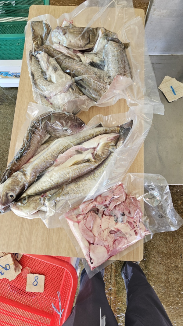 공현진낚시마트(돌핀호)_사진_20261009_13.jpeg