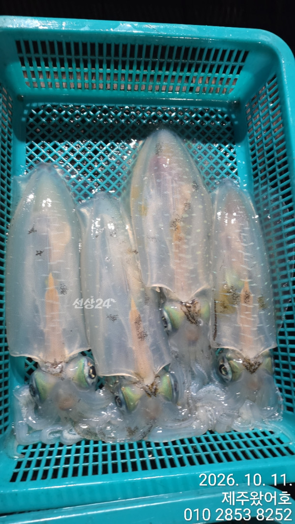 제주왔어호_사진_20261011_6.jpg